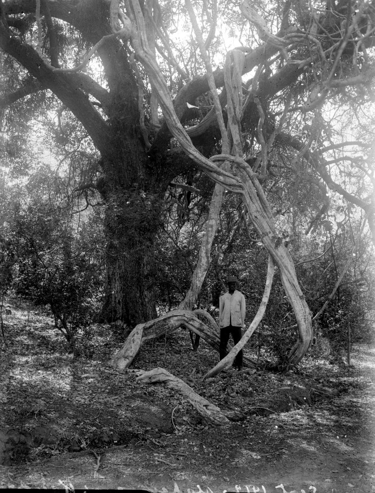 Jättelik lian. Mahavavy. Madagaskar - SMVK - 022056