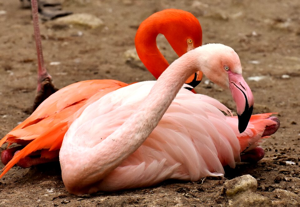 Feather pride tierpark hellabrunn