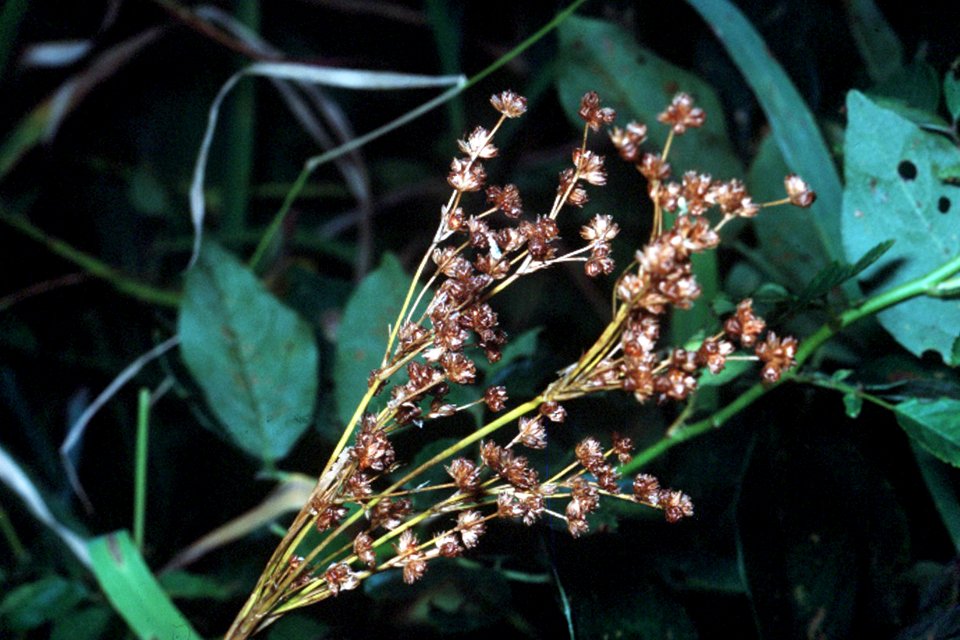 Juncus biflorus NRCS-1
