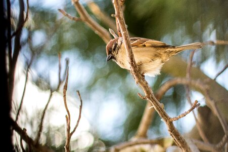 Wildlife outdoors wood photo