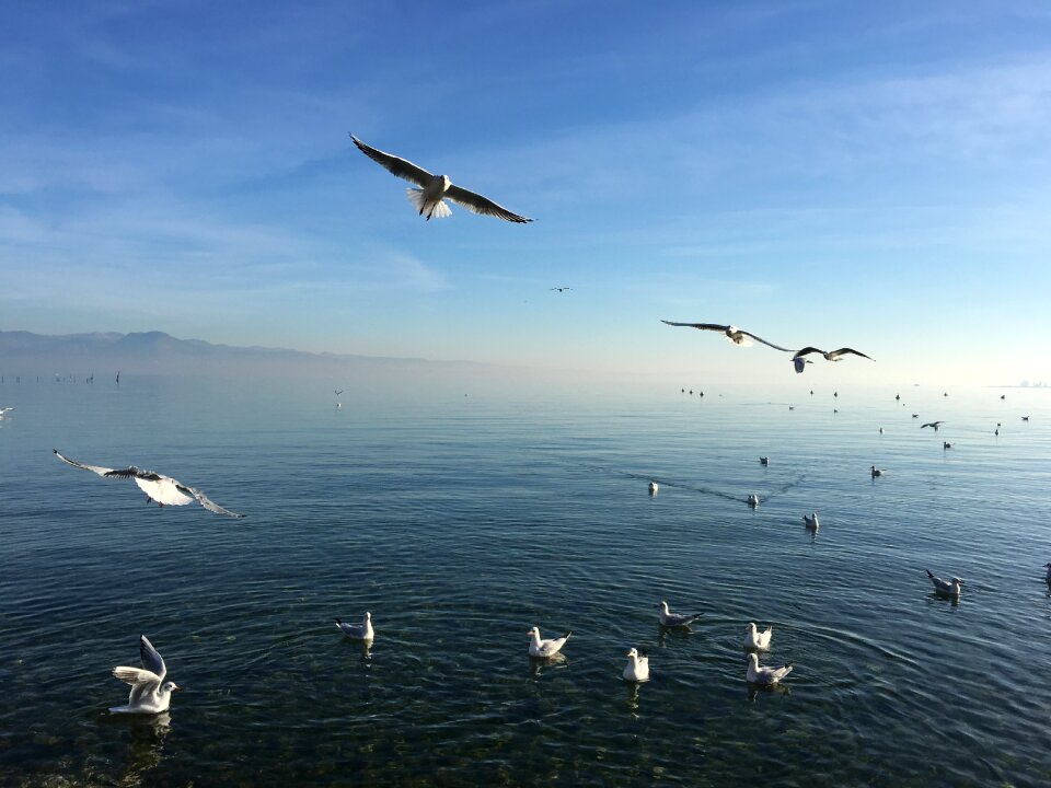 Nature duck seagull