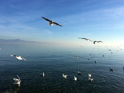 Nature duck seagull