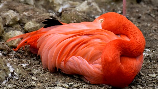 Feather pride tierpark hellabrunn