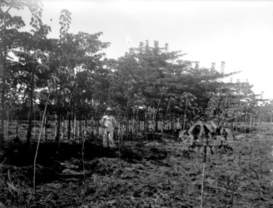 Kapok i Sluszanskis plantage. S-te Marie de Marovoay. Madagaskar - SMVK - 021952