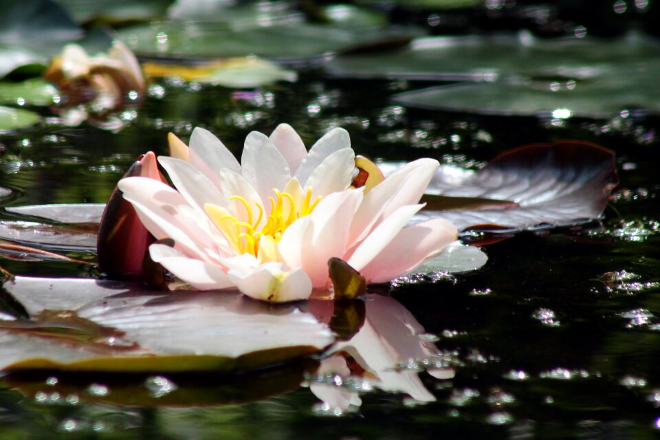 Aquatic plant pink water lily nuphar lutea