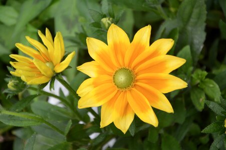 Yellow flowers nature yellow was