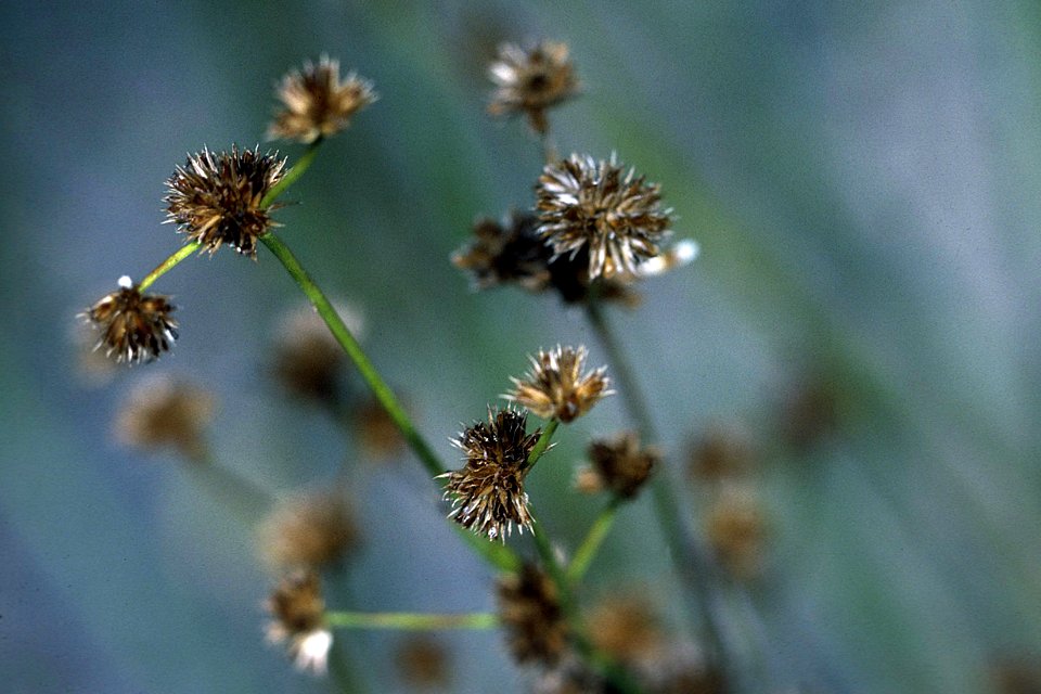Juncus canadensis NRCS-002 3x2