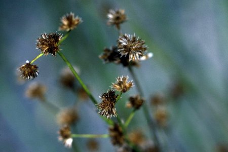 Juncus canadensis NRCS-002 3x2
