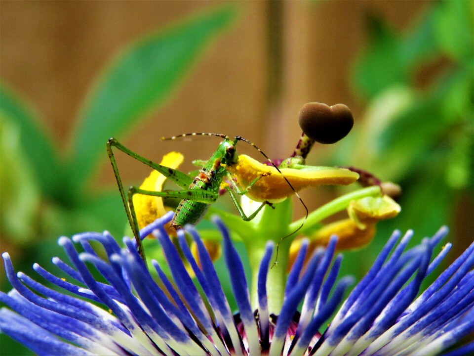 Feeding passion flower bloom wildlife