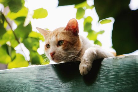 Kitten pet animal