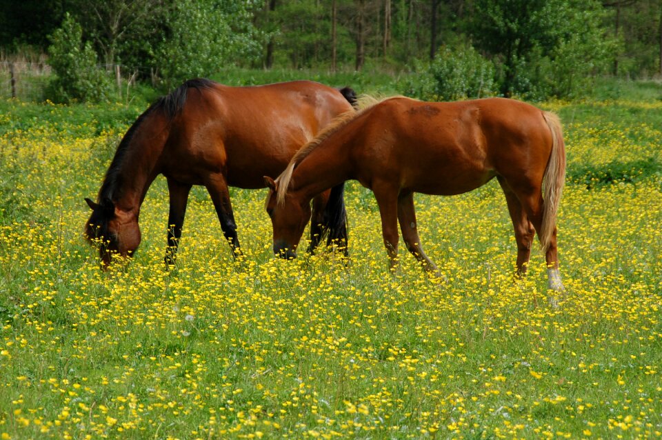 Field mammals mare