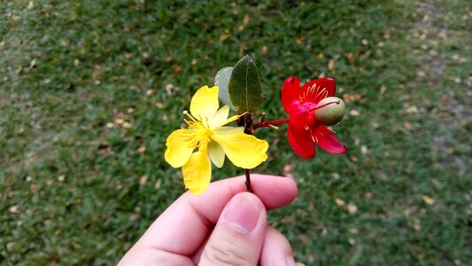 Yellow flowers bright flower