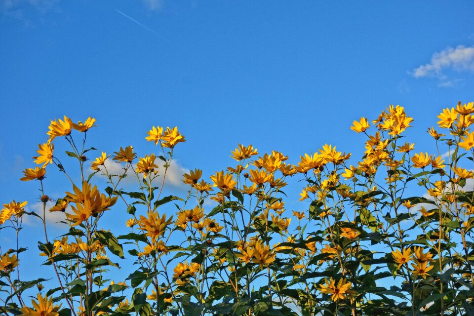Plant leaves stems
