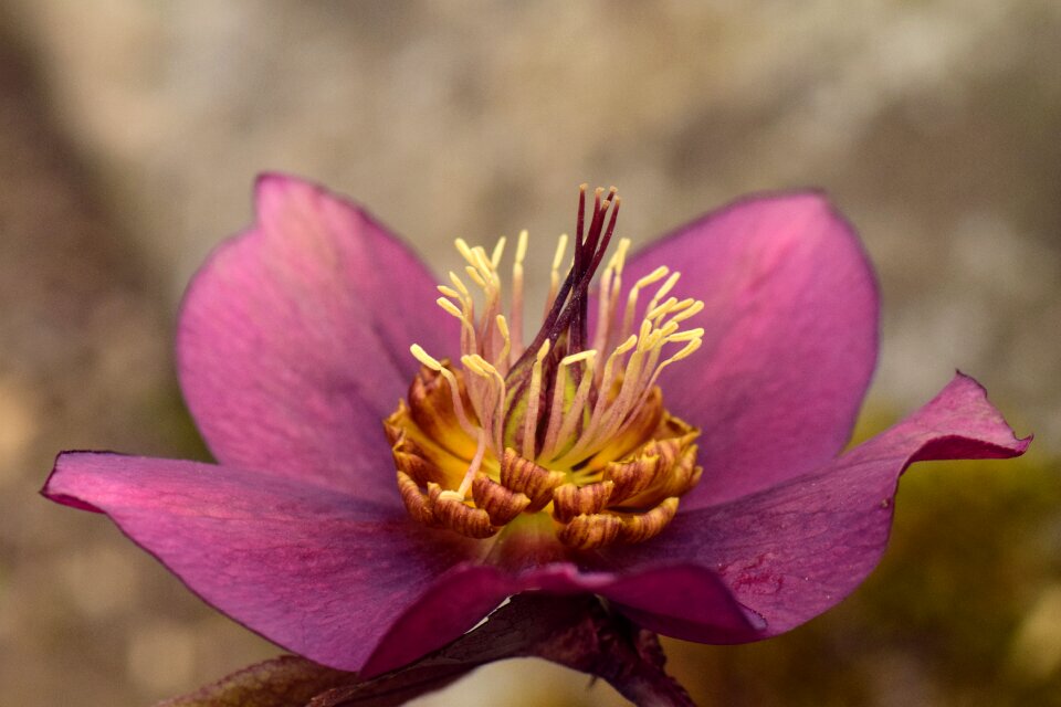 Purple violet close up photo