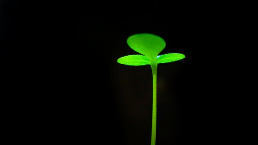 Green garden fresh