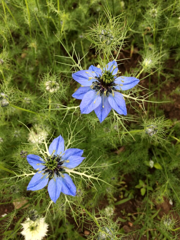 Love-in-a-mist blue bloom