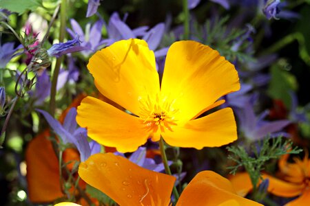 California kappenmohn kaliforniamohn sleepy photo