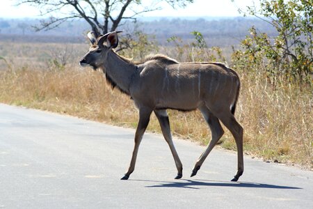 Nature animal antelope photo