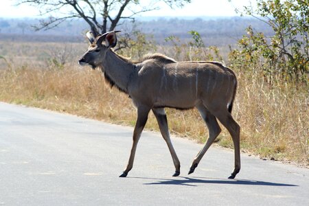 Nature animal antelope