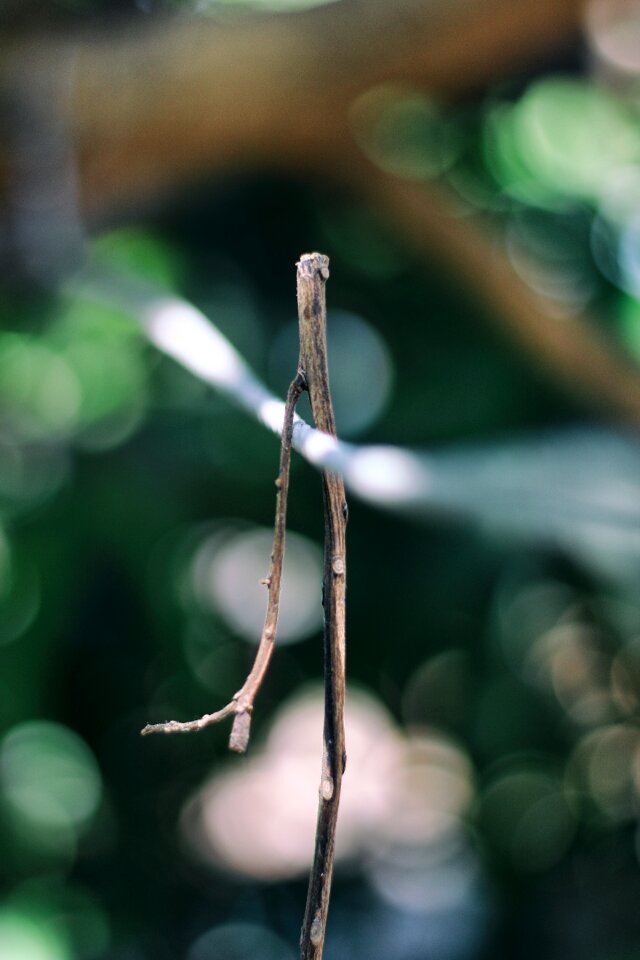 Nature plant natural