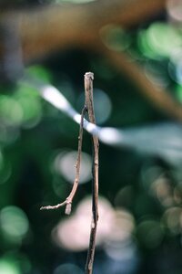 Nature plant natural