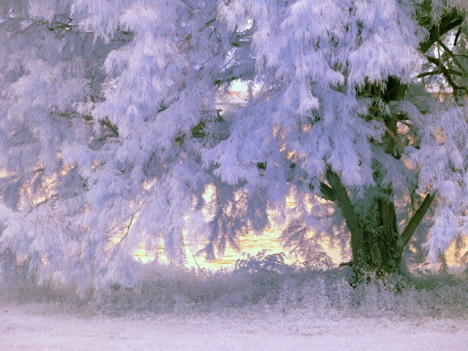 Infrared tree foliage