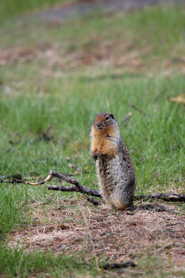 Squirrel rodent canada