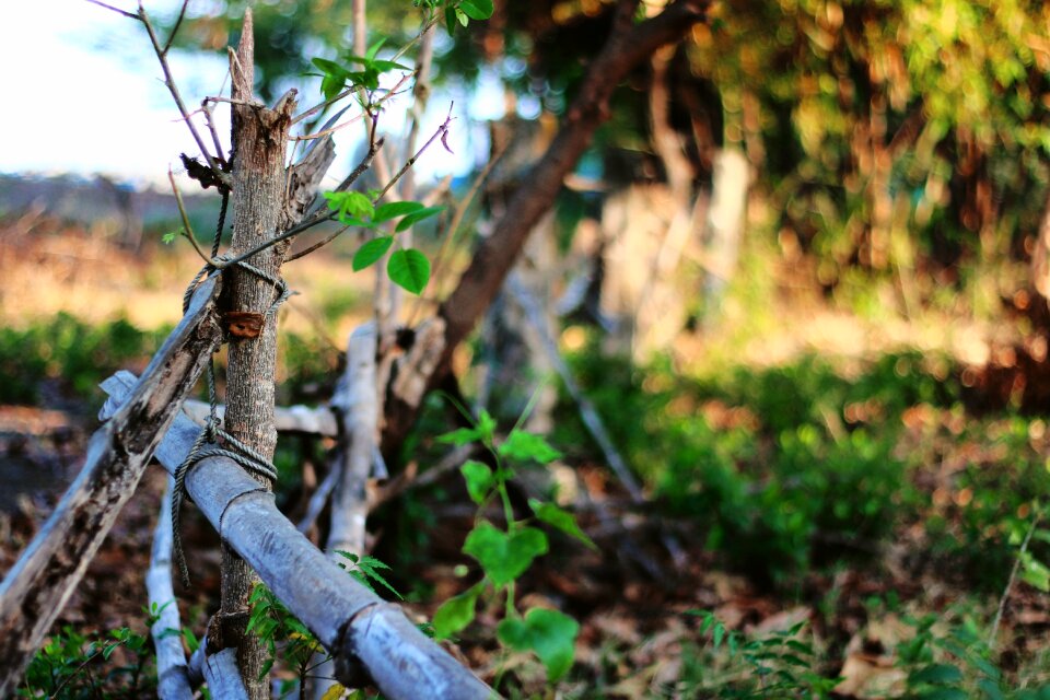 Green spring summer