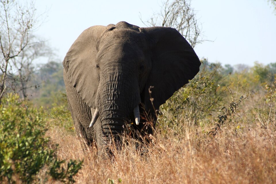 Mammal grass elephant