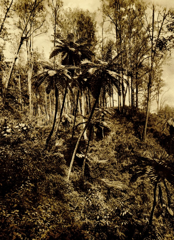 KITLV - 75198 - Kurkdjian, Fotograaf George P. Lewis, aldaar werkzaam - Sourabaya, Java - Forest of cemara (ironwood, she-oak, Casuarinaceae) trees in East Java - circa 1920