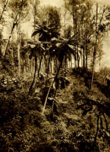 KITLV - 75198 - Kurkdjian, Fotograaf George P. Lewis, aldaar werkzaam - Sourabaya, Java - Forest of cemara (ironwood, she-oak, Casuarinaceae) trees in East Java - circa 1920