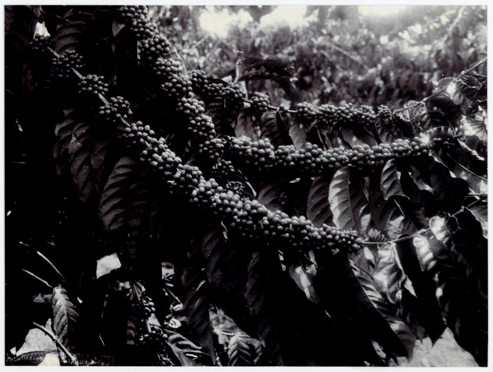 KITLV - 8661 - Kurkdjian - Soerabaja - Robusta coffee in Java - circa 1920