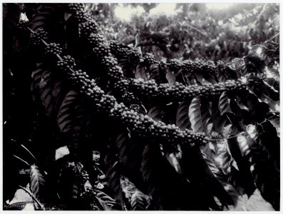 KITLV - 8661 - Kurkdjian - Soerabaja - Robusta coffee in Java - circa 1920