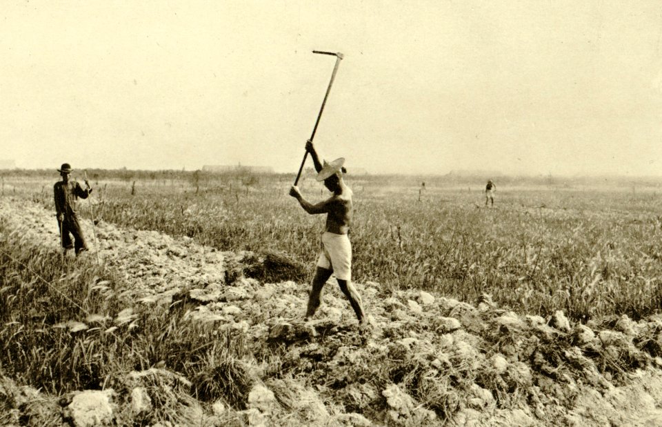 KITLV - 78320 - Kleingrothe, C.J. - Medan - Coolies at work on a tobacco plantation of the Amsterdam Deli Company in Medan, Sumatra - circa 1900