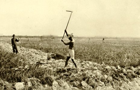 KITLV - 78320 - Kleingrothe, C.J. - Medan - Coolies at work on a tobacco plantation of the Amsterdam Deli Company in Medan, Sumatra - circa 1900