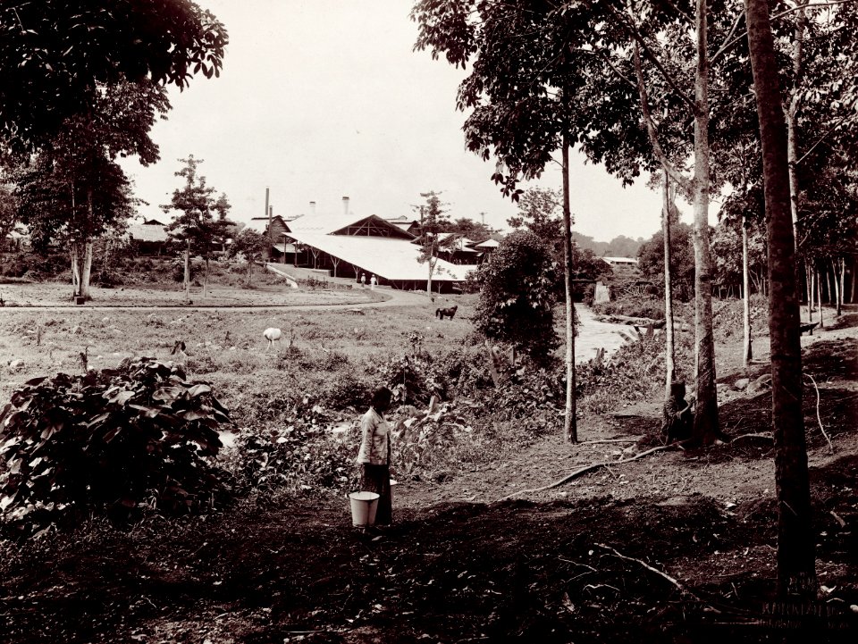 KITLV - 78513 - Kurkdjian - Sourabaia-Java - Man and a woman working at a rubber plantation, probably in Java - circa 1915