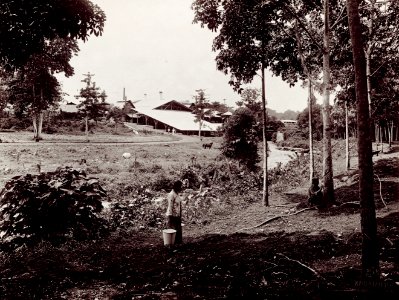 KITLV - 78513 - Kurkdjian - Sourabaia-Java - Man and a woman working at a rubber plantation, probably in Java - circa 1915