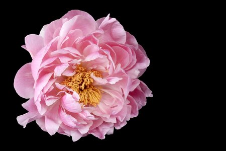 Nature pink petals