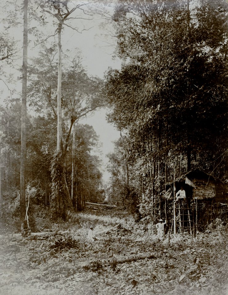 KITLV - 86768 - Stafhell & Kleingrothe - Medan-Deli - The felling of trees, probably on the grounds of a company in Deli - circa 1900