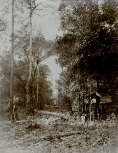KITLV - 86768 - Stafhell & Kleingrothe - Medan-Deli - The felling of trees, probably on the grounds of a company in Deli - circa 1900
