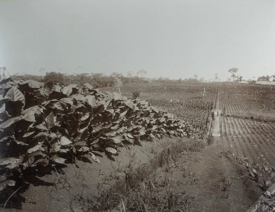 KITLV - 86756 - Stafhell & Kleingrothe - Medan-Deli - Planting tobacco on a plantation in Deli - circa 1900