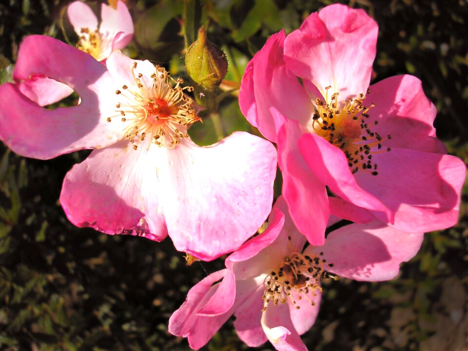 Sheet overblown pink
