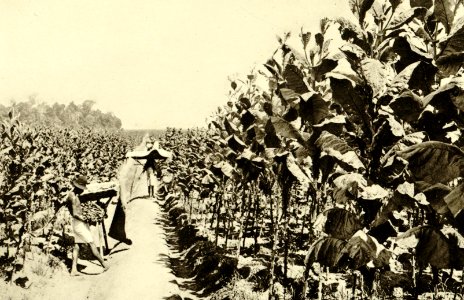 KITLV - 78324 - Kleingrothe, C.J. - Medan - Tobacco pickers on a tobacco plantation of the Amsterdam Deli Company in Medan, Sumatra - circa 1900