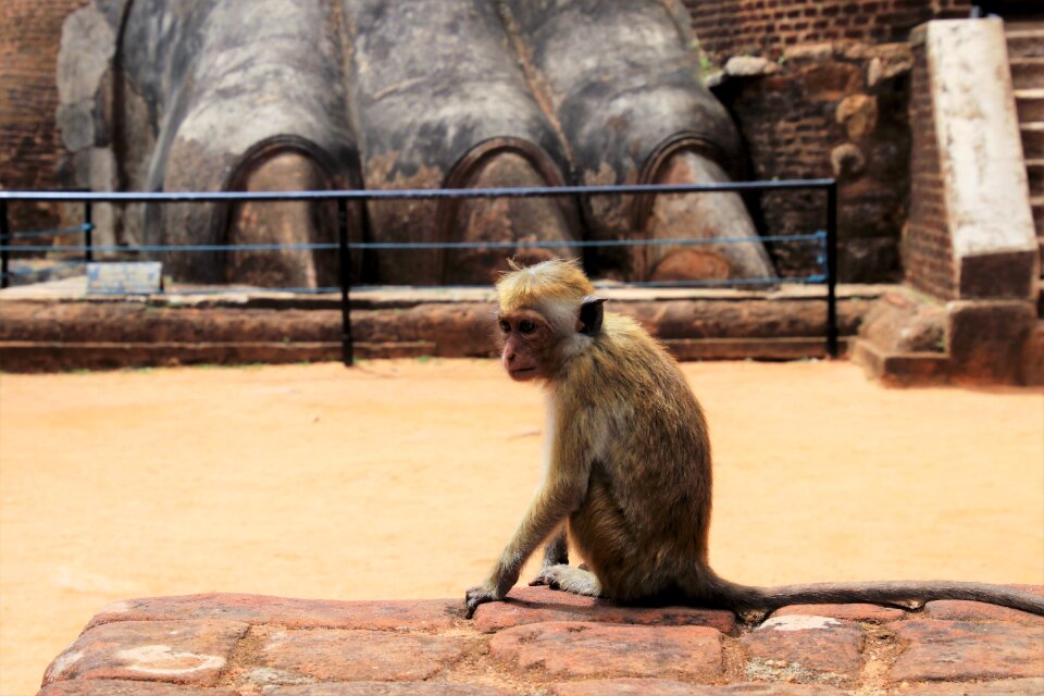 Monkey animals wild
