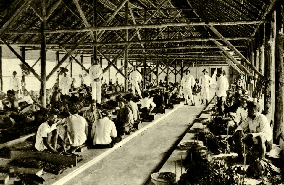 KITLV - 78329 - Kleingrothe, C.J. - Medan - Coolies sorting tobacco in a barn of the Amsterdam Deli Company in Medan, Sumatra - circa 1900