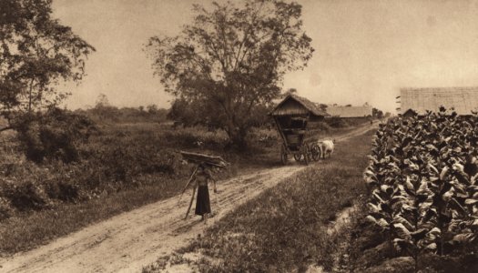KITLV - 88310 - Kleingrothe, C.J. - Medan - Ox cart on a road near a tobacco field on the grounds of the plantation Bulu Cina of the Deli Company in Deli - 1905