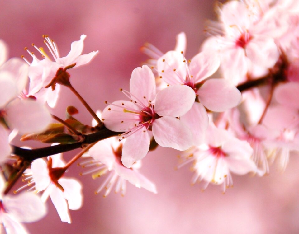 Blossom pink nice