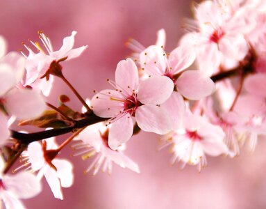 Blossom pink nice photo