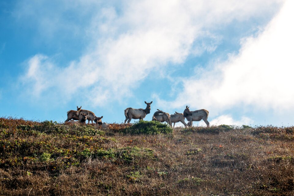 Highland landscape kangaroo