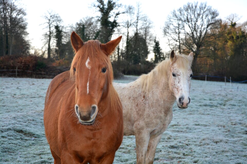 Head horseback riding broodmare